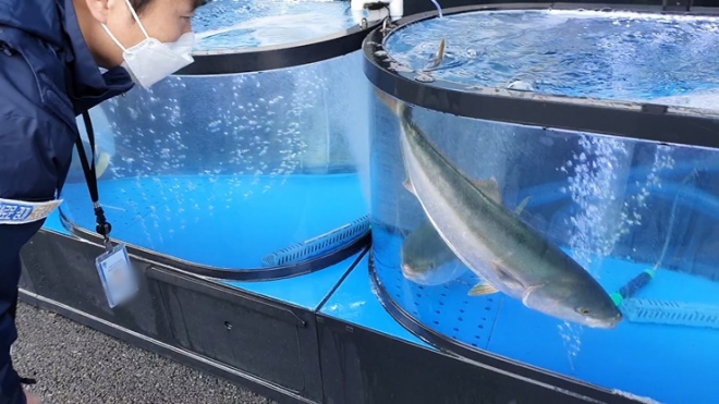 경기도 특사경의 수산물 불법취급 업소 단속 모습