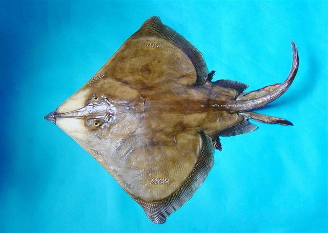 전남 신안군 흑산도 근해에서 한 어부가 잡은 길이 1m, 무게 17㎏의 초대형 홍어.