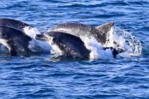 멸종 위기 남방큰돌고래 힘찬 유영