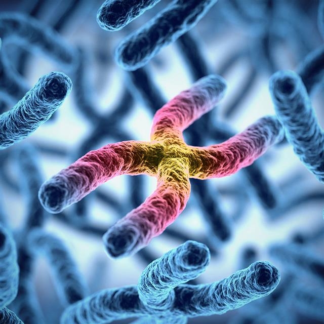 진핵생물 염색체 말단부위에 존재하는 반복적 염기서열을 갖는 DNA 조각인 ‘텔로미어’는 수명 연장의 핵심으로 알려져 있다. 실제로 예쁜꼬마선충의 텔로미어를 연장시켜 수명을 늘리는 데 성공하기도 했다. 네이처 제공