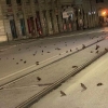새해 아침 로마 길바닥에 새떼 수백 마리 죽은 채로 발견