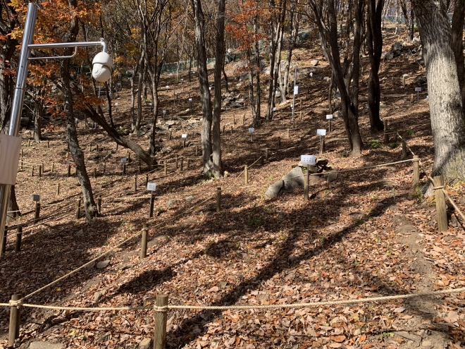경남 함양군이 도시민에게 분양중인 산양삼 농장. 함양군 제공