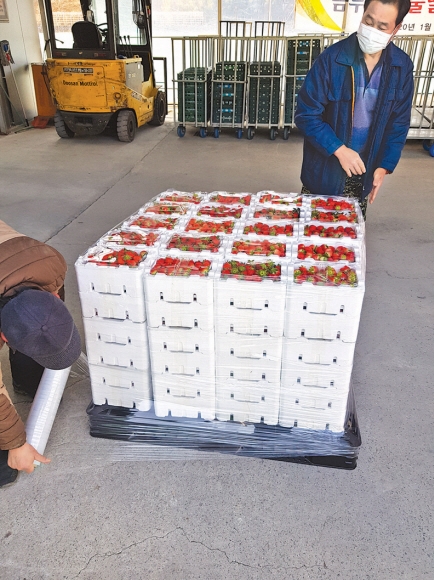 수출용 딸기를 재배하는 농민들이 4일 경남 진주시 이현동에 위치한 영농조합법인 금부농의 창고에서 ‘못난이 딸기’를 유통하기 위해 포장하고 있다. 케이베리 제공