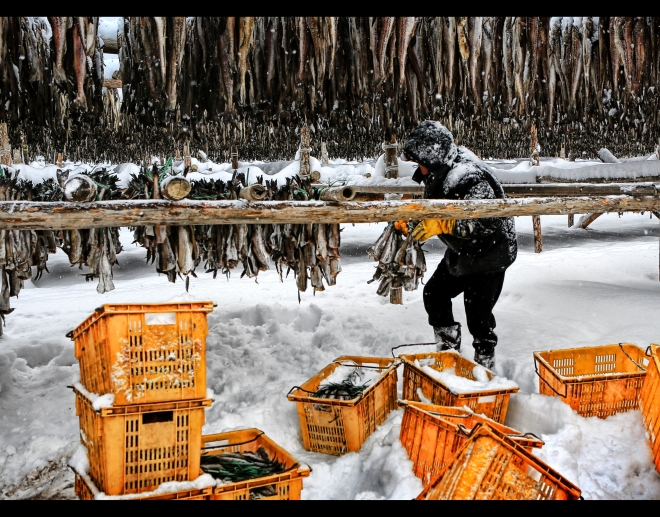 어느해보다 추운 겨울 날씨 덕분에 강원도 인제 용대마을의 황태는 최상의 품질로 익어가고 있다. 인제군 제공
