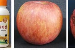 안동대 전용호 교수팀 사과 탄저병 방제 미생물 개발…균주 유전체 규명