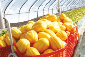 성주참외·청송사과 ‘명성’ 코로나19에도 끄떡 없어…되레 소득 증가