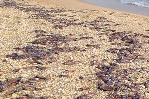 강원 고성 해변에 죽은 오징어떼 무더기 밀려나와