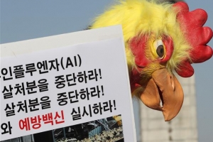 경기지역 AI 사실상 종식