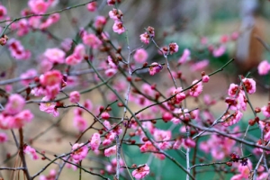 봄이 성큼… 한달 일찍 피어난 제주 매화