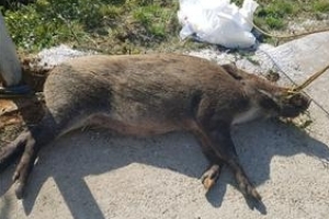 “야생 멧돼지 사체 썩어가는데, 처리는 어쩌란 건지”