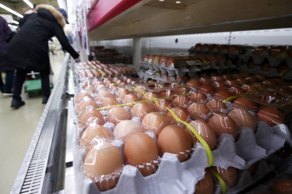 고병원성 조류인플루엔자(AI) 확산 여파로 이달 달걀 산지가격이 1년 전보다 46%가량 급등한 가운데 24일 서울의 한 대형마트에서 손님이 달걀을 고르고 있다. 연합뉴스