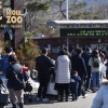 재확산 고비인데…시민들, 날씨 풀리자 동물원에 줄섰다