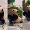 “놀아주세요” 에버랜드 아기판다 푸바오 영상 화제
