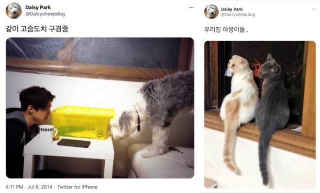 박은석이 현재는 키우지 않는 반려동물들.