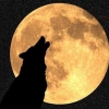 아우~ 늑대 나올라 둥근달, 에휴~ 출근 걱정 불면의 밤