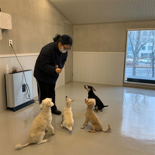 서울 서초구가 설 명절 연휴 기간에 고향을 찾는 주민들을 위해 애견 전문가가 반려견을 돌보는 서비스를 제공한다. 사진은 반려견 돌봄 쉼터. 서초구 제공