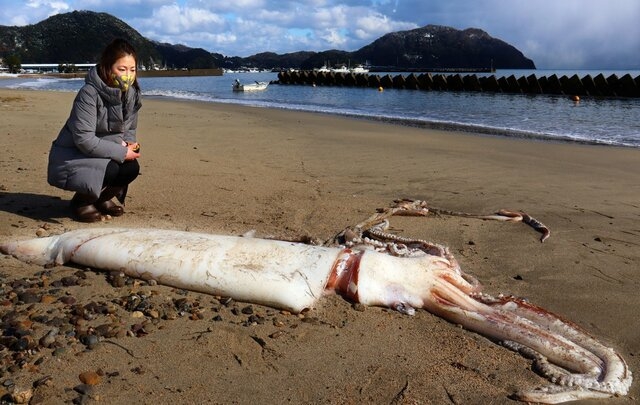 지난해 12월, 일본 쿄토시 미야즈 이와가하나 마을 인근 해안가에서 발견된 대왕오징어 사체. 일본 교토신문 캡처
