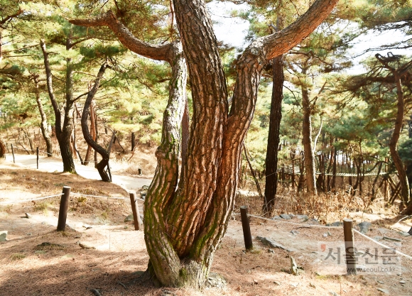 산막이옛길 초입에서 낯 뜨거운 ‘애정행각’을 벌이는 소나무들. 이름도 ‘정사목’이다.