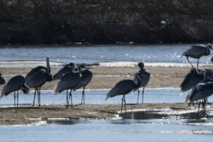 “올해는 재두루미 출현이 반갑지 않네요”…낙동강 해평·강정 인근 가금류농가 AI 발생 우려