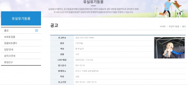 동물보호시스템에 등록된 유기유실 동물 모습.