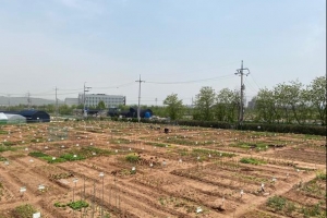 강서 ‘농사의 재미’… 우울한 일상 어루만지는 도심 텃밭