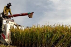 “일본 벼 아키바레는 가라” 우리 쌀 독립 꿈꾼다