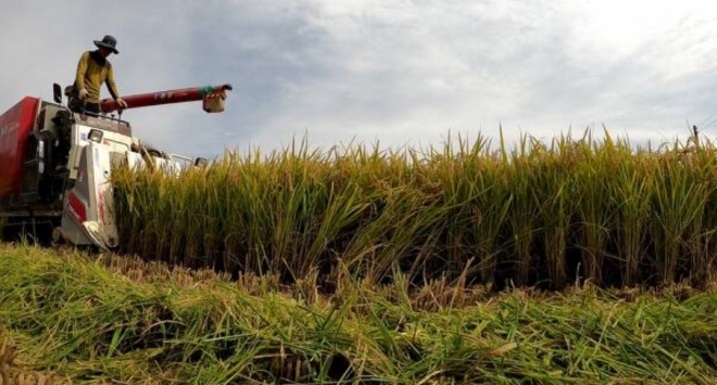 이천시가 농촌진흥청, 국립식량과학원, 농협이천시지부와 공동으로 2017년 개발한 품종인 알찬미 수확 장면. 이천시 제공 