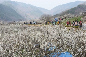 2021년 원동매화축제 취소