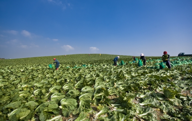 해남 농민들이 배추를 수확하고 있는 모습. 