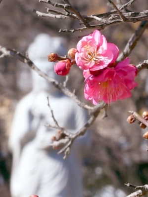 [서울포토]활짝 핀 홍매화
