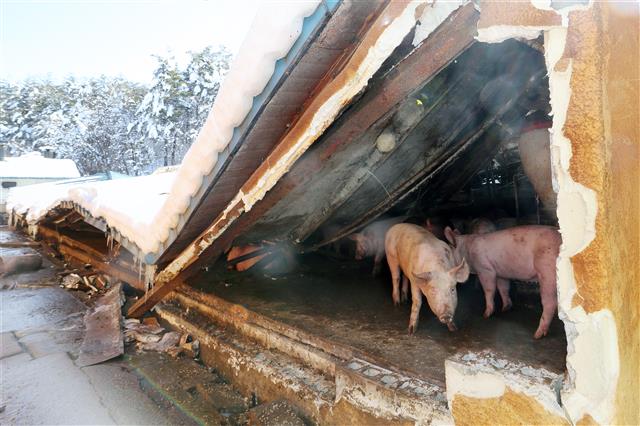 폭설로 무너진 축사에 갇힌 돼지들  3일 강릉시 주문집읍의 한 축사가 지난 1일 내린 폭설로 무너져 돼지들이 갇혀 있다. 무너진 축사 안의 돼지들은 이날 오전 구조돼 안전한 옆 축사로 옮겨졌다. 2021.3.3/뉴스1