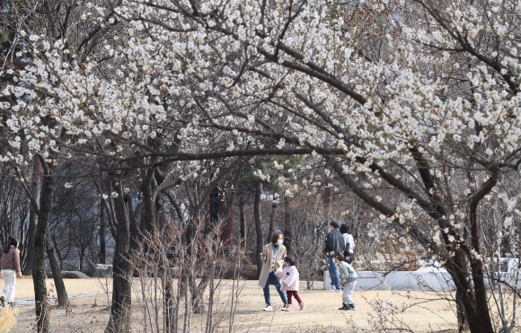 서울에도 매화꽃… ‘춘심’ 홀린 향기