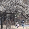 서울에도 매화꽃… ‘춘심’ 홀린 향기