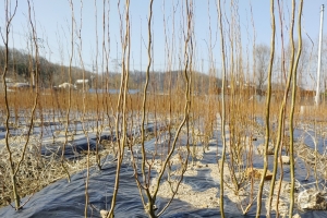 “고수들은 달랐다… 신도시 일대 용버들을 찾아라”