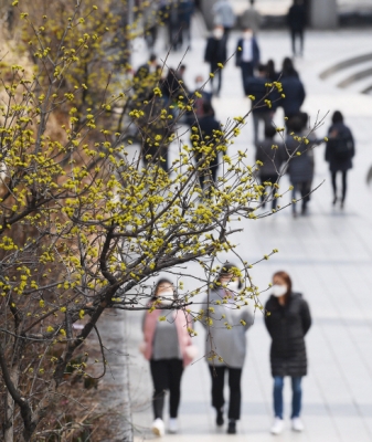 청계천 산수유 활짝