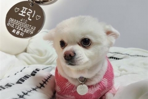 ‘반려동물 낙원 양천’… 유기동물 입양 구민에 인식표