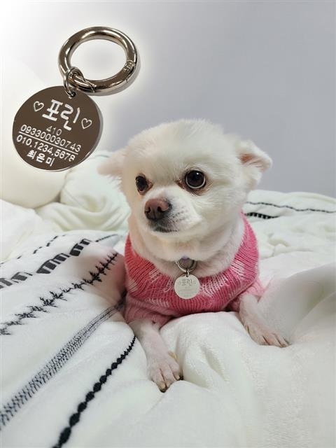 서울 양천구가 유기동물 입양자에게 지원하는 동물등록 인식표. 양천구 제공