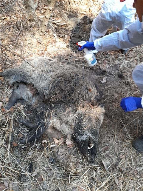 방역요원들이 아프리카돼지열병(ASF) 확산을 막기 위해 야생 멧돼지 사체를 소독하고 있다. 강원도 제공