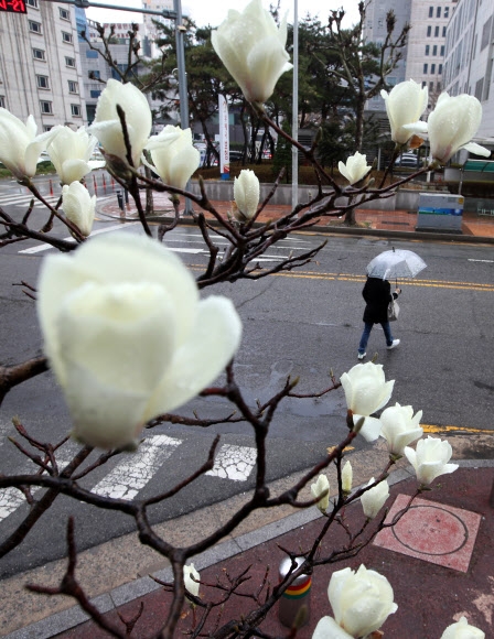봄비 내리는 12일 오전 광주 서구 치평동의 거리에서 개화한 목련 주위로 우산 쓴 시민이 지나고 있다. 2021.3.12  연합뉴스