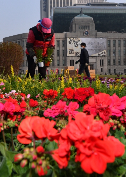 14일 서울시청광장에서 관계자들이 꽃을 옮겨심고 있다. 2021.3.14 박지환기자 popocar@seoul.co.kr