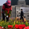 [서울포토]서울시청광장에 핀 꽃