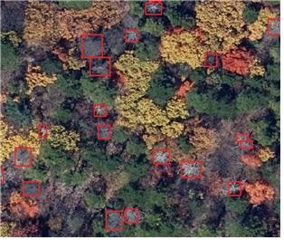 국립공원공단이 구상나무 등 기후변화로 인한 상록침엽수의 고사 현황 등 생태조사에 고해상도 항공영상 기반 인공지능(AI) 기술을 도입했다. 사진은 AI가 판독한 지리산 아고산대 침엽수 고사목. 국립공원공단 제공