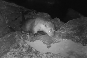 송파는 ‘수달 안식처’… 성내천을 지켜 주세요