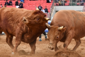 “청도소싸움경기 구경 오세요”…20일 개장, 좌석 20% 사전 예약자 입장