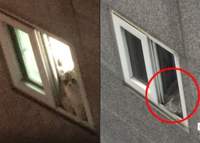 “사이코패스냐” 밤새 고양이 창문틀에 둔 뒤 다음날 밀어버린 고교생 밤새 창틀 밖에서 울며 떨고 있는 고양이(왼쪽). 오른쪽은 다음날 열린 창문으로 고양이가 한참 들어가지 못하다 끝내 밀려 떨어지기 직전 모습. 케어 인스타그램 캡처. 2021-03-23