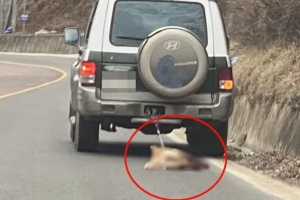 개를 차에 매단 채 도로 질주해 죽인 운전자…경찰 수사 나서