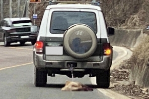 [포토] ‘네 발이 피투성이’… 개 매달고 질주한 차량