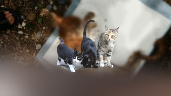 서울 강서구의 한 아파트 단지에서 최근 폐사 상태의 고양이가 잇따라 발견돼 경찰이 수사에 나섰다. 연합뉴스