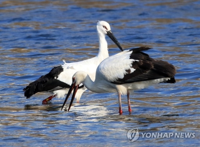 강릉 남대천 찾은 황새. 연합뉴스