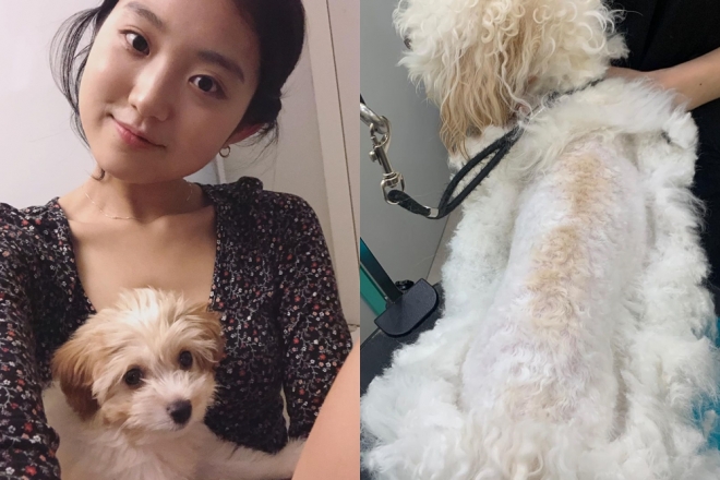 배우 송희준 반려견 파양 논란. 왼쪽은 송희준이 지난해 6월 인스타그램에 올린 사진. 오른쪽은 27일 입양처에서 공개한 사진. 2021.3.28  인스타그램 캡처